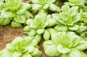 bok choi